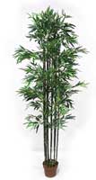 Bamboo Tree